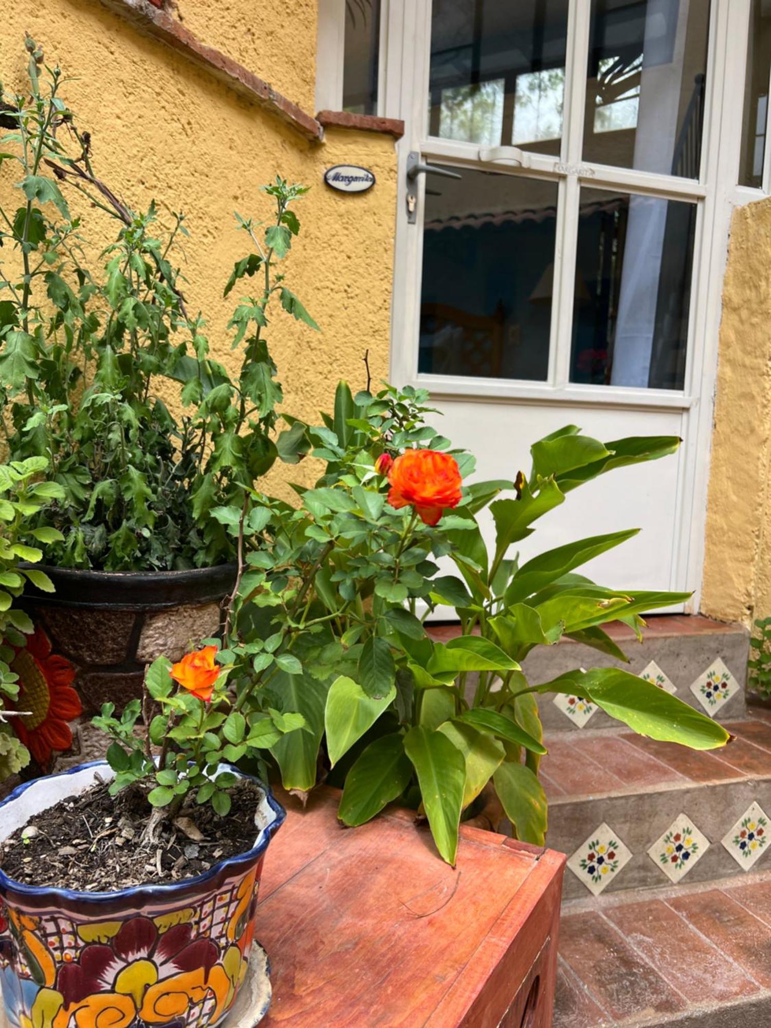 Boutique Hotel Casa Camellia San Miguel de Allende Bagian luar foto